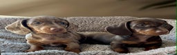 Dachshund dogs for sale: Miniature Dachshund puppies  - Advert 2