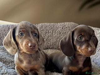 Dachshund dogs Miniature Dachshund puppies - Advert 3