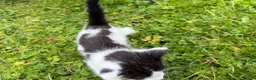 Bengal cats for sale: Three bengal mainecoon males  in Stourbridge - Advert 17