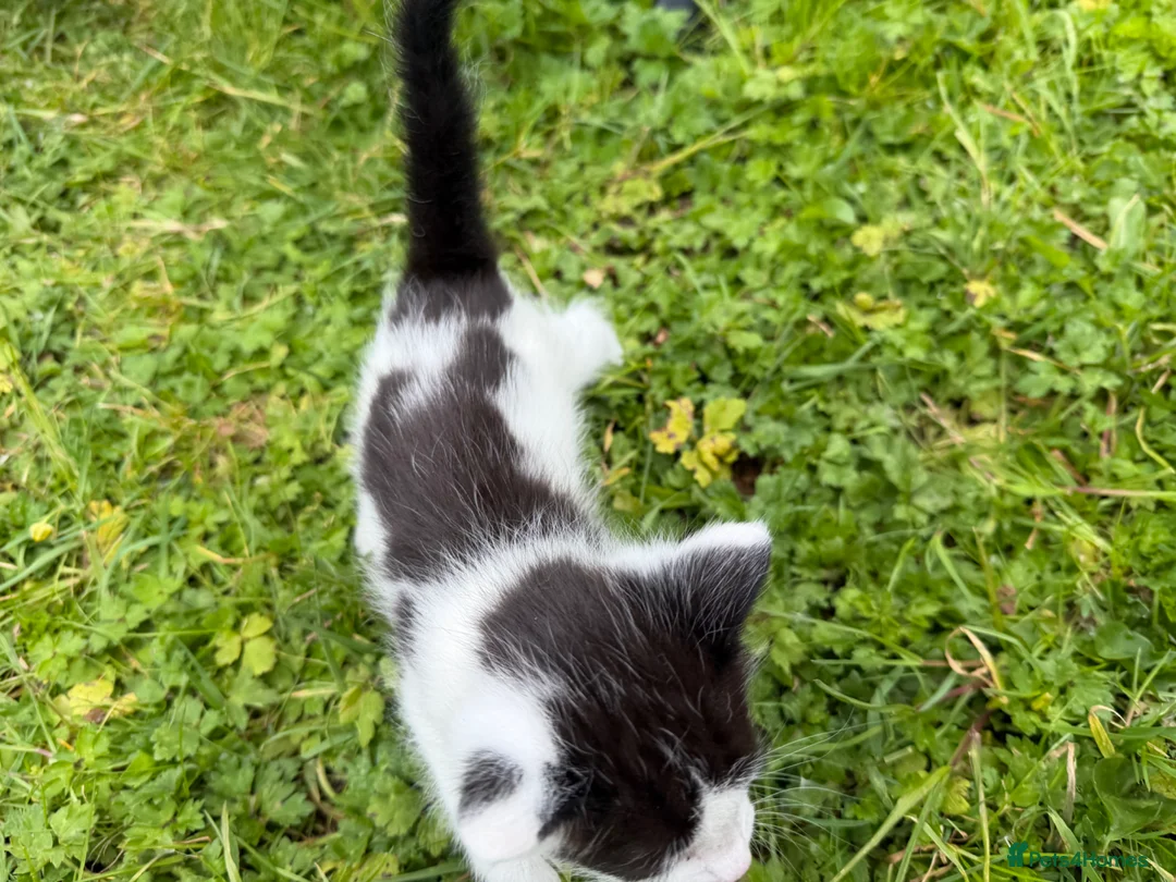 Bengal cats for sale: Three bengal mainecoon males  in Stourbridge - Advert 17