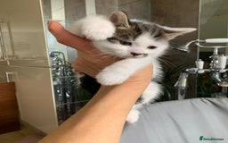 British Shorthair cats for sale: Gorgeous Kittens  - Image 2