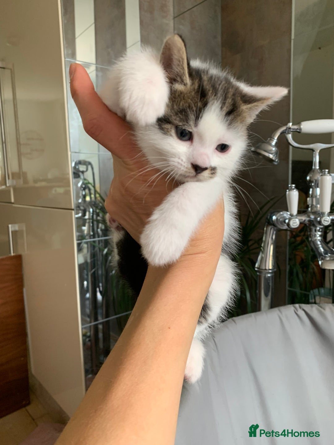 British Shorthair cats for sale: Gorgeous Kittens  - Image 2
