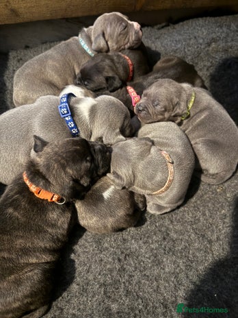 Mixed Breed dogs Beautiful chunky staffy/pocket bully pups - Advert 1