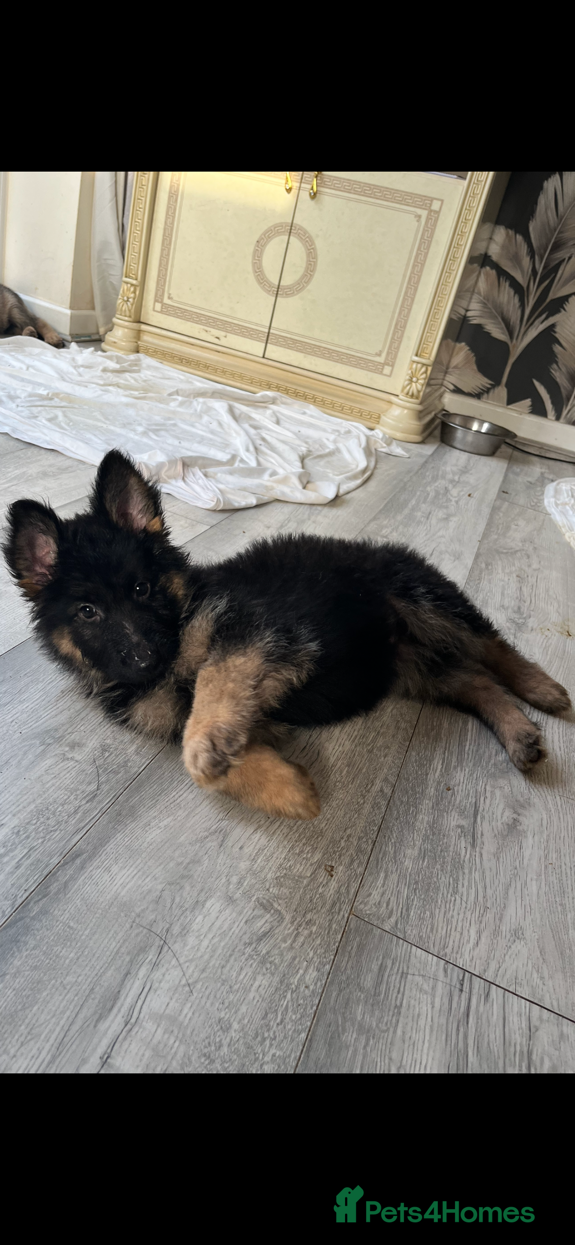 German Shepherd dogs German shepherd puppies  - Advert 18