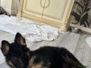 German Shepherd dogs German shepherd puppies - Advert 18