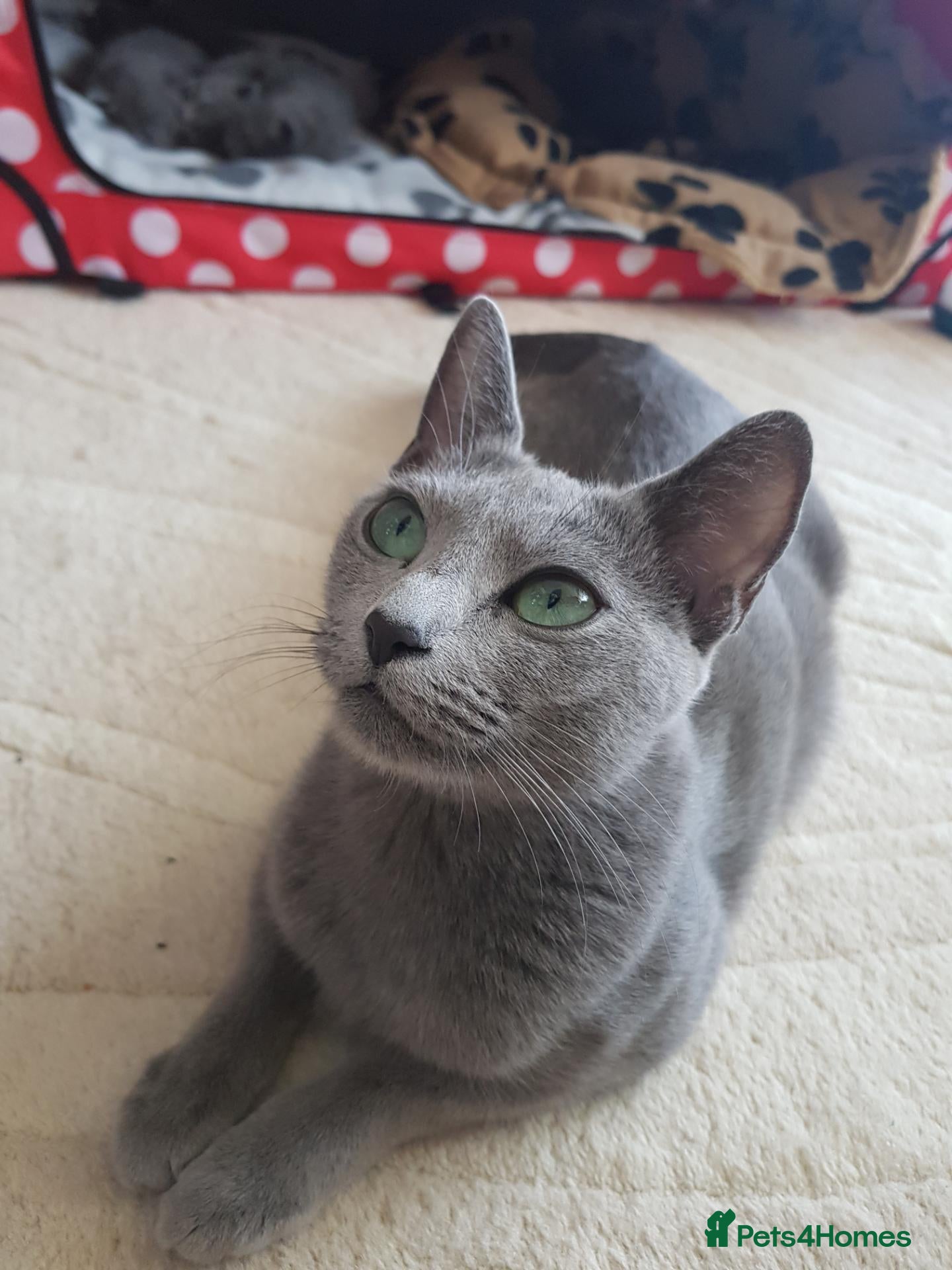 Russian Blue cats TICA full pedigree RUSSIAN BLUE kittens  - Advert 2