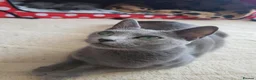 Russian Blue cats for sale: TICA full pedigree RUSSIAN BLUE kittens  - Advert 1