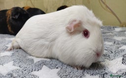 Guinea Pig rodents for sale: Pairs of Sows - Happy, Healthy, Friendly Sows - Image 7