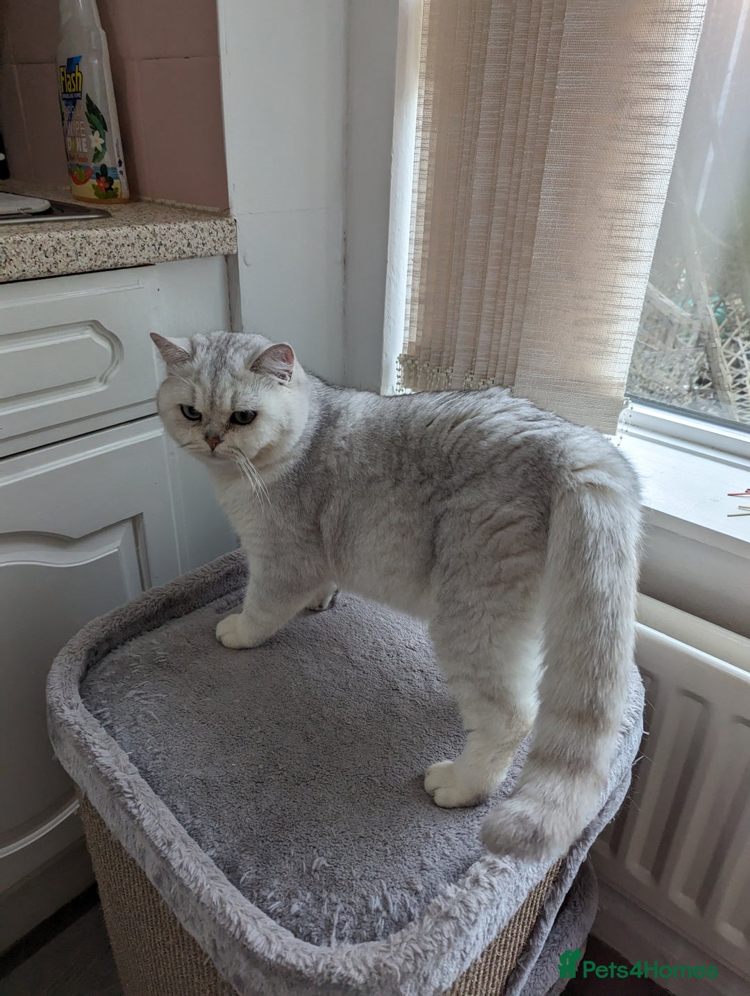 British Shorthair cats for stud:  For Stud, BSH White NS11 GCCF & TICA registred. in Telford - Advert 6