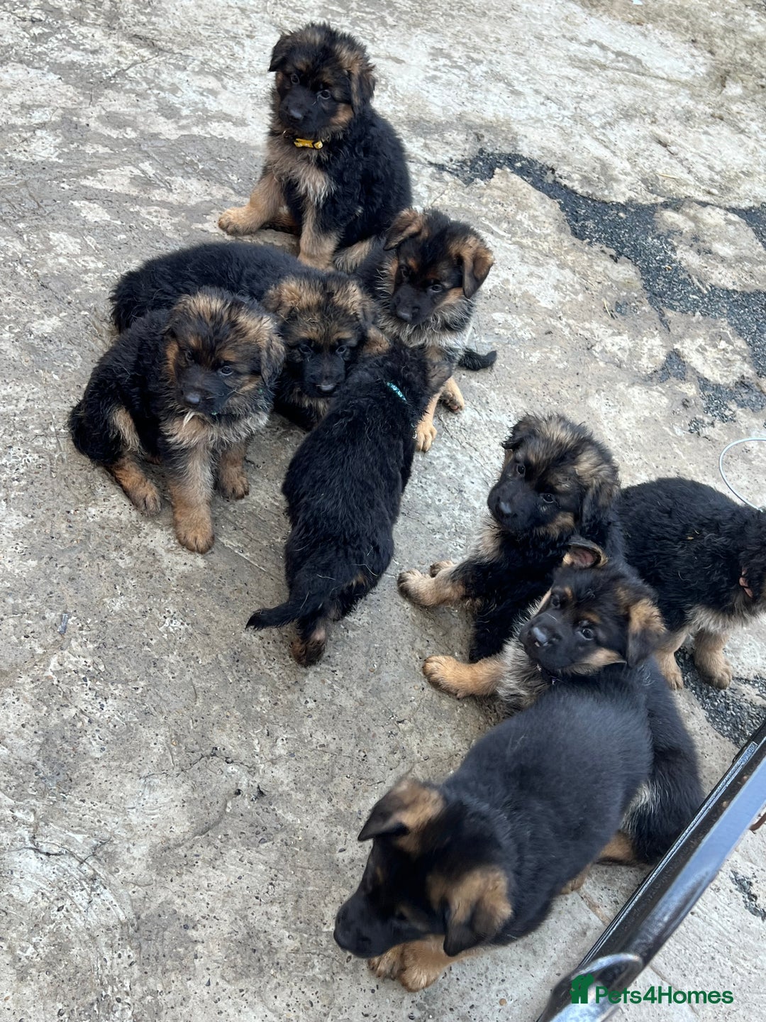 German Shepherd dogs for sale: German Shepherd Puppies  - Image 4