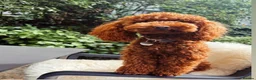 Toy Poodle dogs for sale: Beautiful Red Toy Poodle Puppies 🤎🐩 - Advert 7