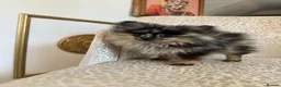 Pomeranian dogs for sale: RARE Merle Pomeranian Champion Lines - Advert 16