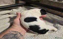 Mixed Breed dogs for sale: Cocker/collie mix puppys - Image 7