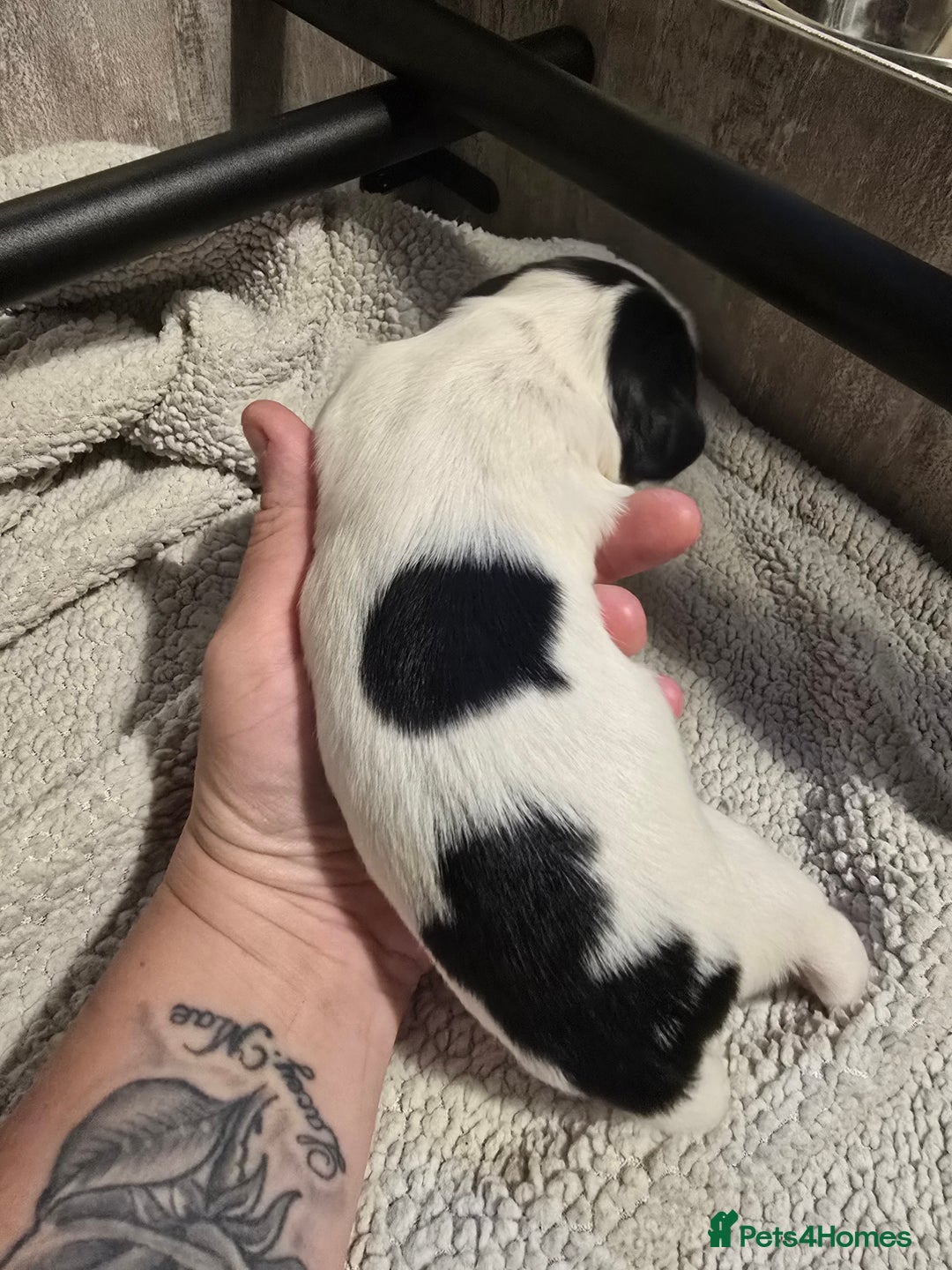 Mixed Breed dogs for sale: Cocker/collie mix puppys - Image 7