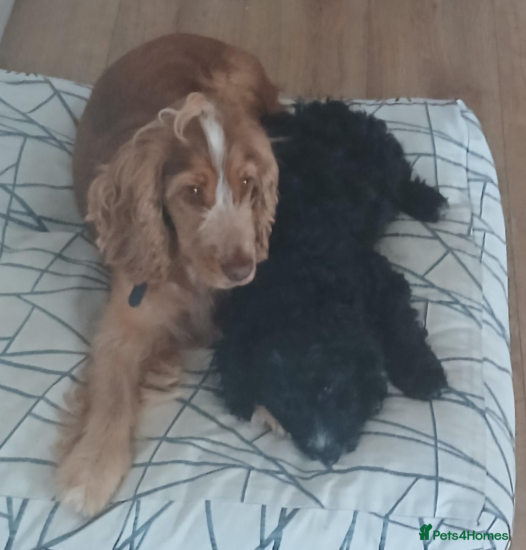 Cockapoo dogs Last girl looking for her forever home - Advert 13