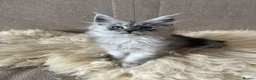 Maine Coon cats for sale: ⭐️Beautiful Maine Coon Kittens⭐️ - Advert 37