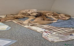 Irish Doodle dogs for sale: Beautiful Irish doodles for sale - Advert 7