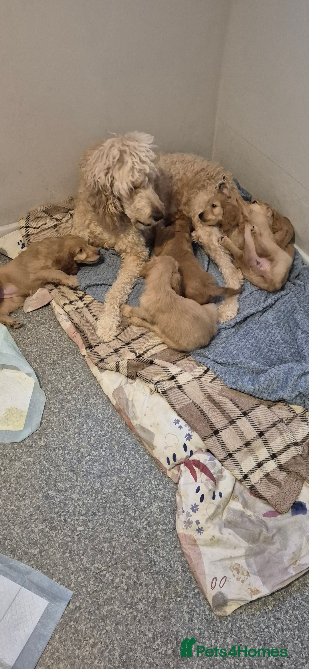 Irish Doodle dogs for sale: Beautiful Irish doodles for sale - Advert 7