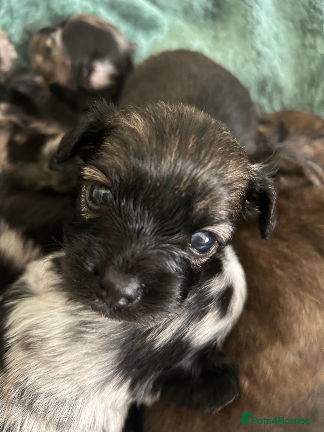 Mixed Breed dogs for sale: American cocker spaniel x Pomeranian  - Image 17
