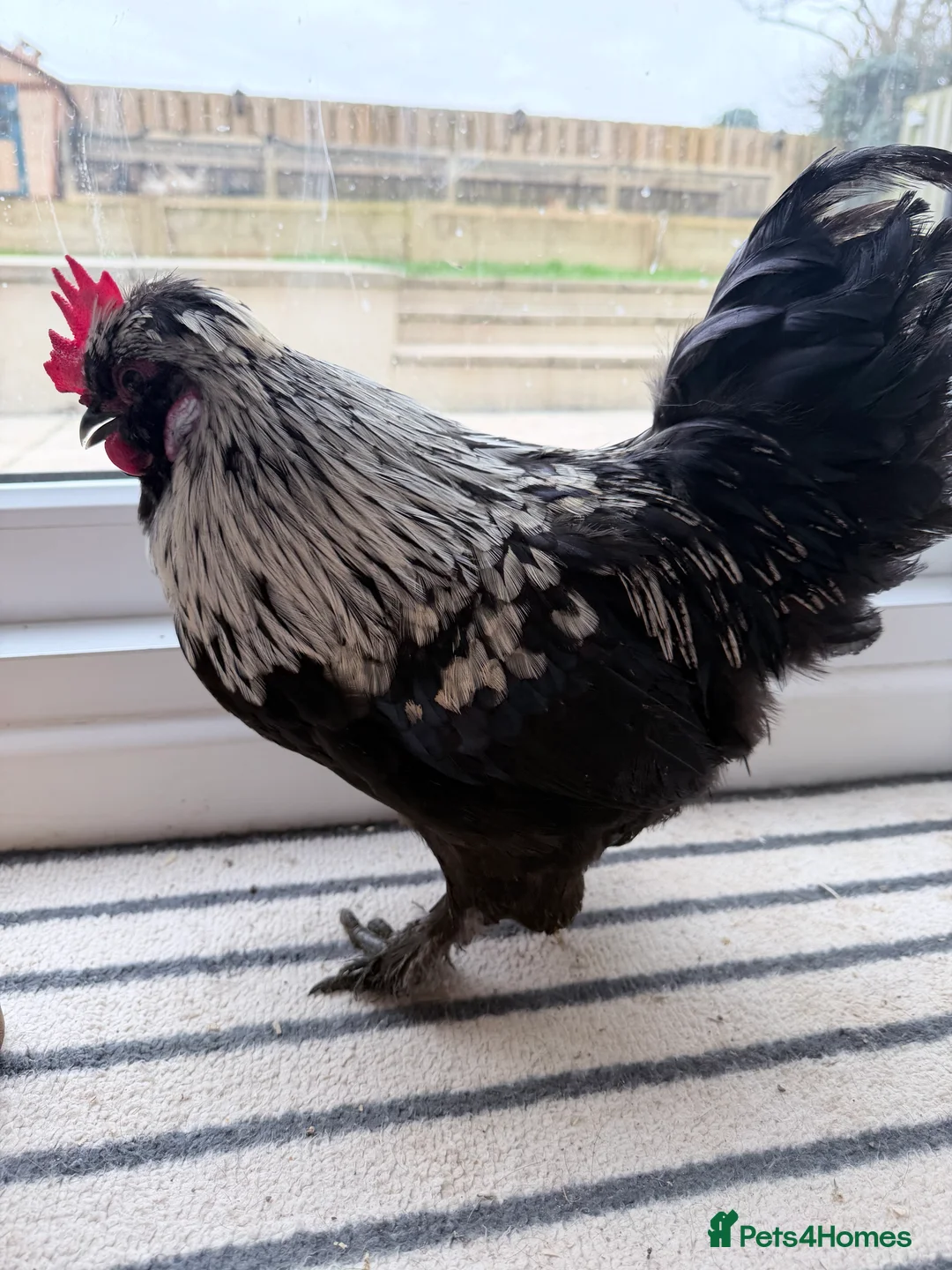 Chickens poultry for sale: Satin Silkie Rooster FOC - Advert 5
