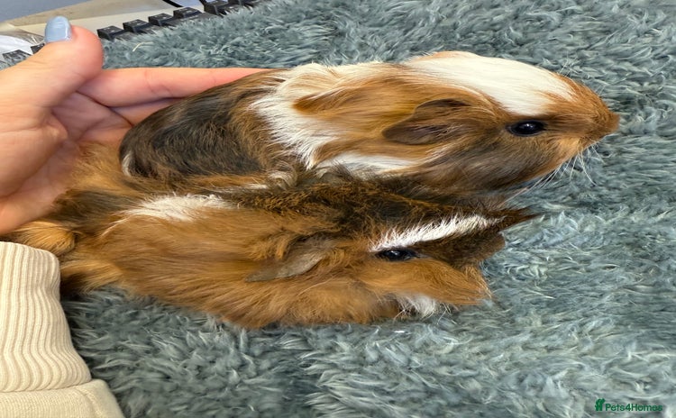 Guinea Pig rodents - Advert 5