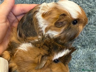 Guinea Pig rodents - Advert 12