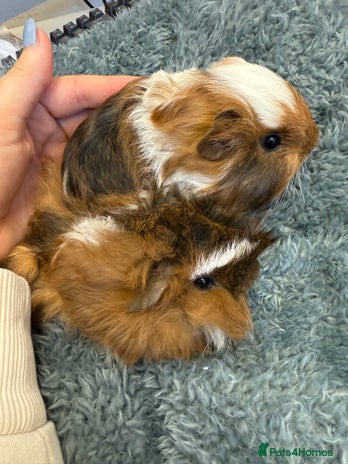 Guinea Pig rodents - Advert 14