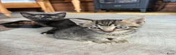 Mixed Breed cats for sale: Mixed Breed Kittens - Advert 5