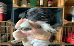 Bernedoodle dogs for sale: Standard Bernedoodle Blue Merle, Black White. - Image 13