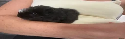 Guinea Pig rodents for sale: Male baby guinea pigs  - Advert 3