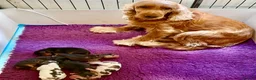 Cocker Spaniel dogs for sale: Show type cocker spaniels ready soon - Advert 6