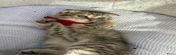 Scottish Fold cats for sale: Scottish Fold - Advert 5
