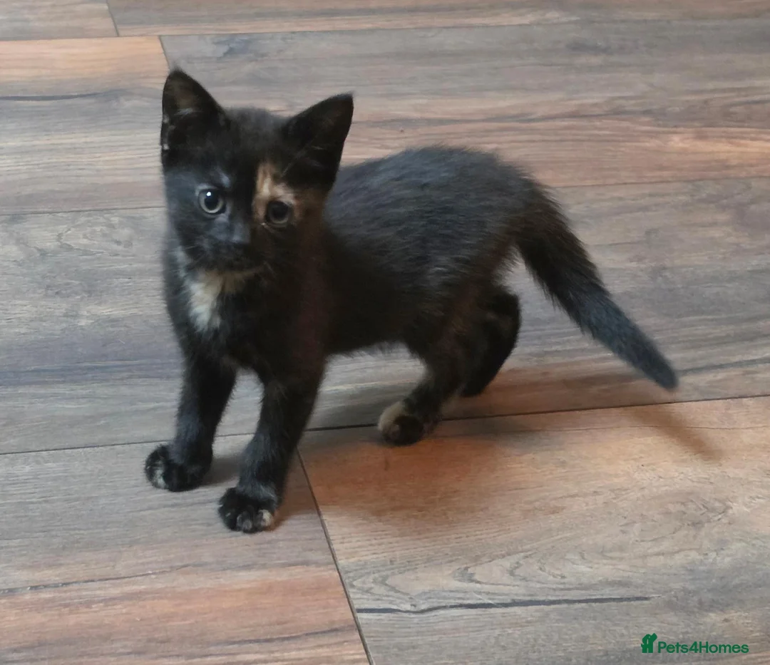 Mixed Breed cats for sale: Beautiful kittens - Advert 5