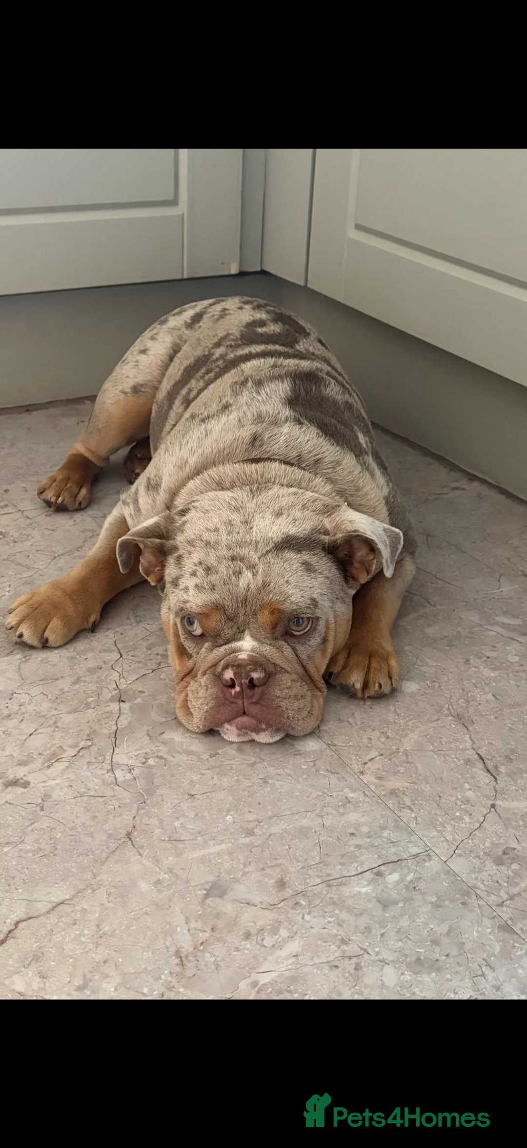 English Bulldog dogs for sale: KC REG English Bulldog Female 7 Months in Crawley - Advert 2