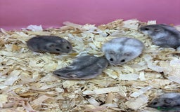 Hamster rodents for sale: Cute, friendly dwarf hamsters  - Image 12