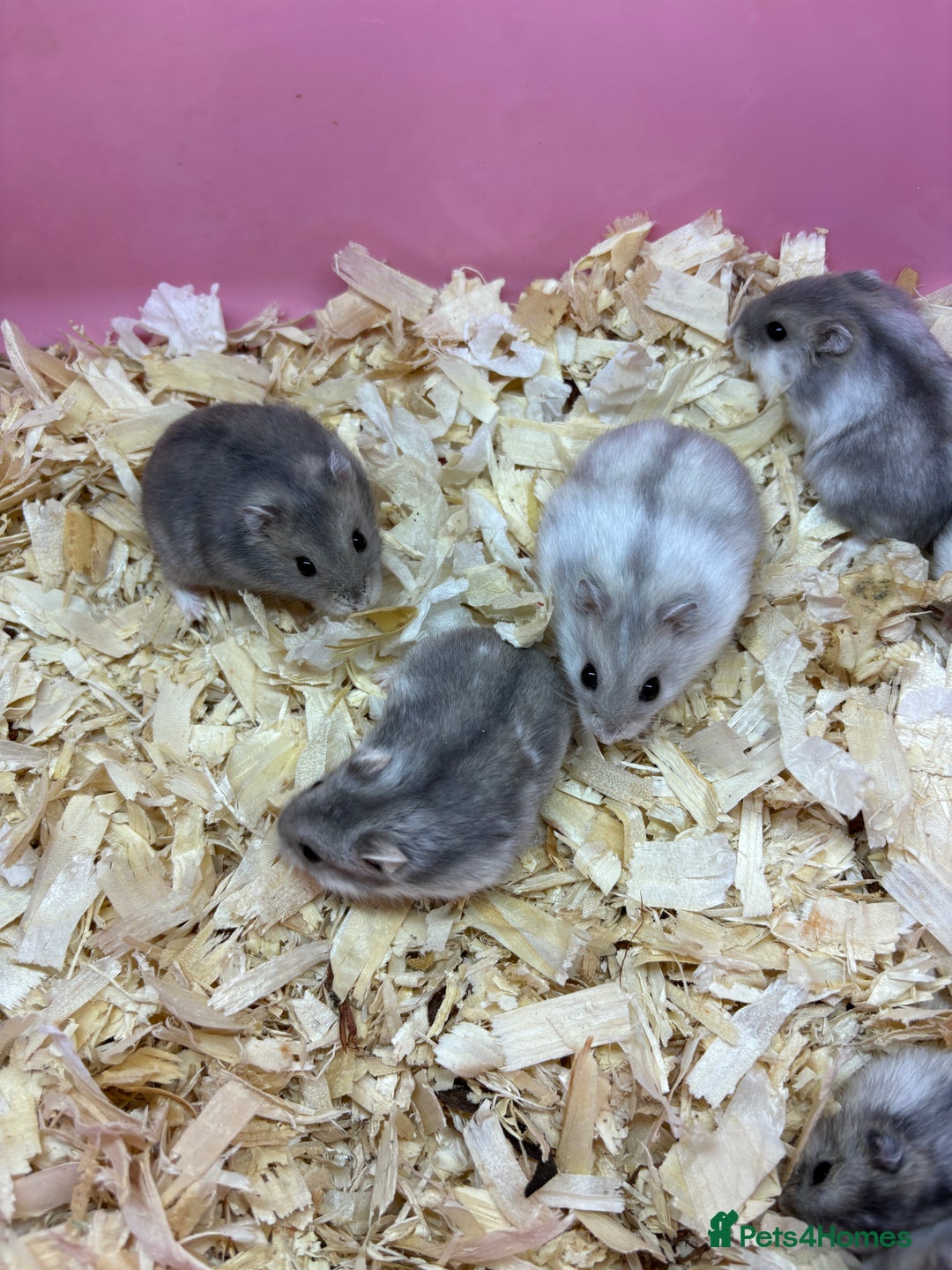 Hamster rodents for sale: Cute, friendly dwarf hamsters  - Image 12