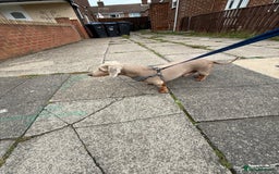 Miniature Dachshund dogs for stud: Isabella and Tan Stud in Sunderland - Image 2