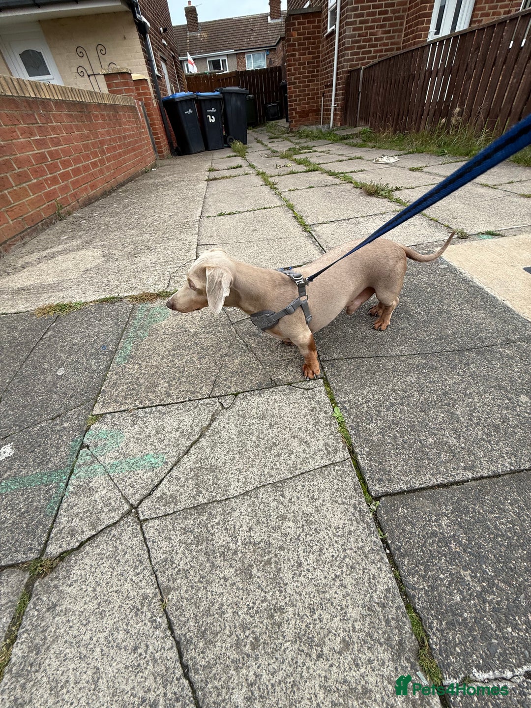 Miniature Dachshund dogs for stud: Isabella and Tan Stud in Sunderland - Image 2