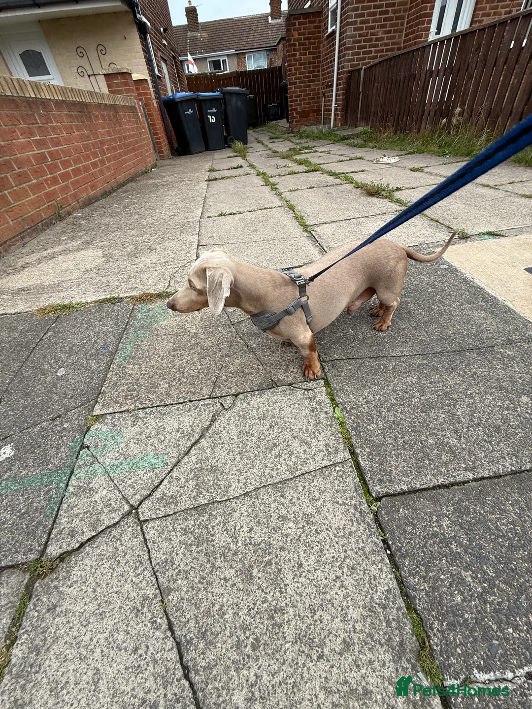 Miniature Dachshund dogs for stud: Isabella and Tan Stud in Sunderland - Advert 2
