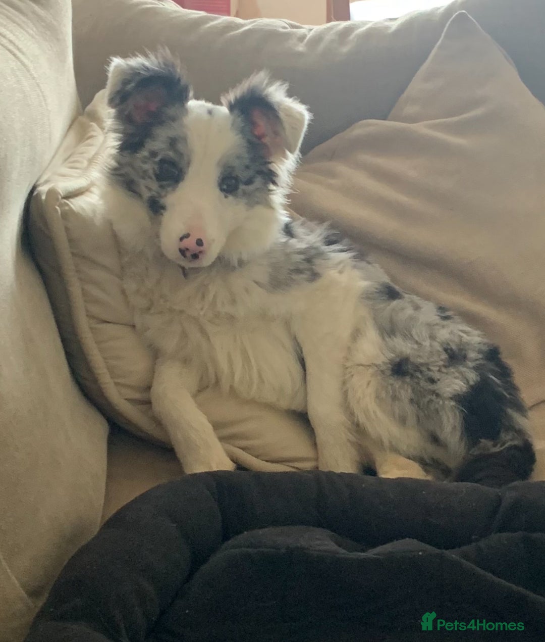 Border Collie dogs for sale: Blue Merle Bitch - Image 2