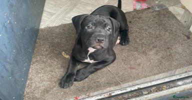 Staffordshire Bull Terrier dogs - Advert 15