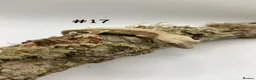 Gecko reptiles for sale: NEW Adult + Juvenile Crested Geckos + Lilly Whites - Advert 33
