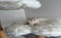 British Shorthair cats for sale: Golden Blue British Shorthair kittens  - Image 22