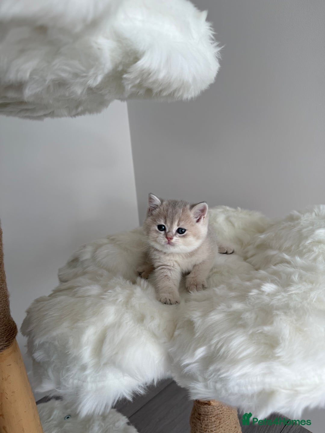 British Shorthair cats for sale: Golden Blue British Shorthair kittens  - Image 22
