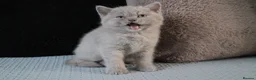 British Shorthair cats for sale: TICA British Shorthair & Longhair Kittens  - Advert 27
