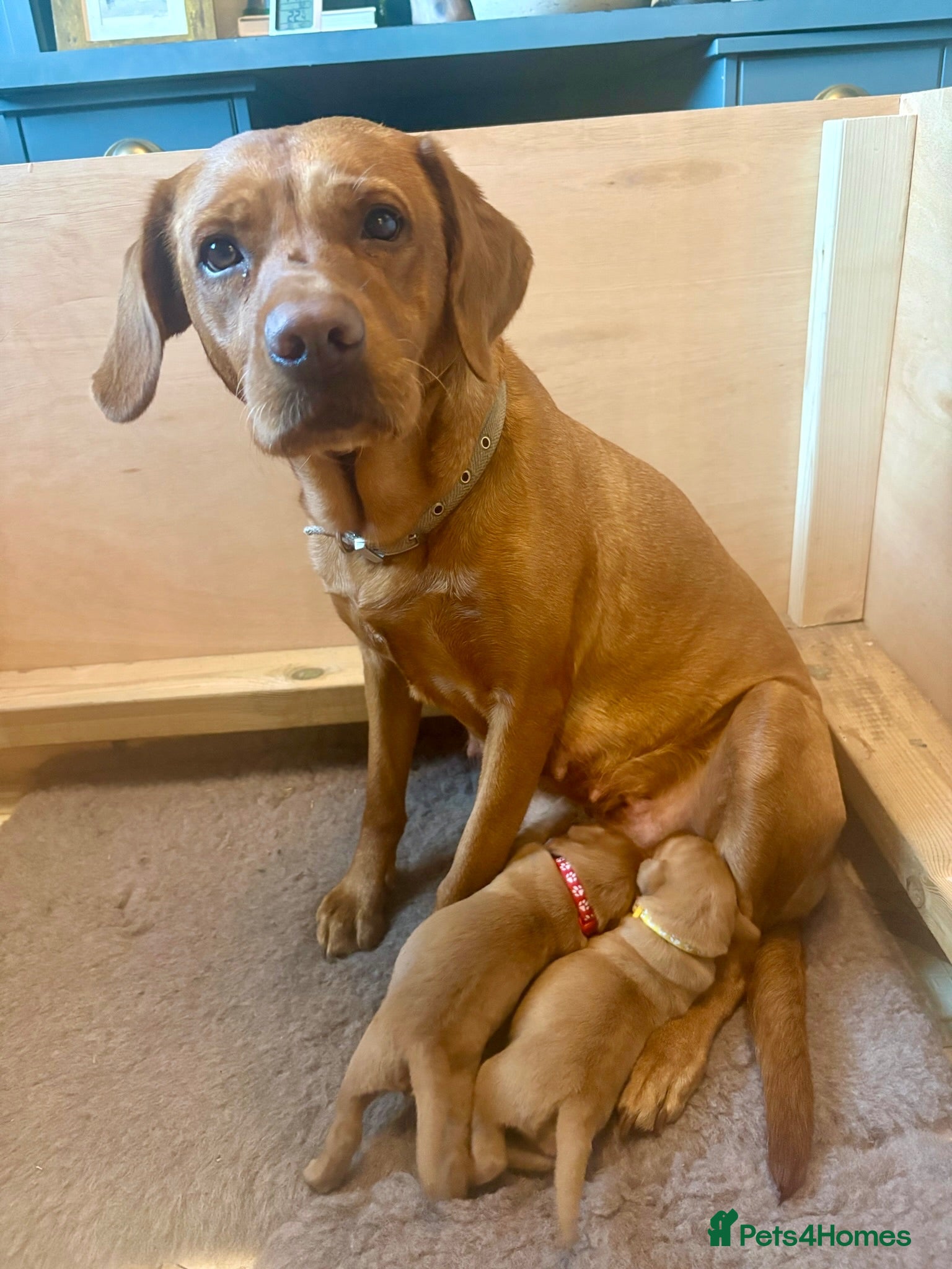Australian Labradoodle dogs Australian Labradoodle x Fox Red Labrador x2 boys - Advert 12