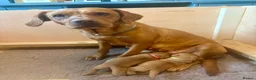 Australian Labradoodle dogs for sale: Australian Labradoodle x Fox Red Labrador x2 boys - Advert 1