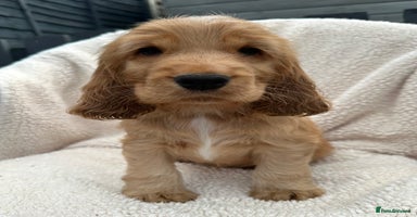 Cocker Spaniel dogs *READY NOW* 2 LEFT KC Show Cocker Spaniel Puppies - Advert 8