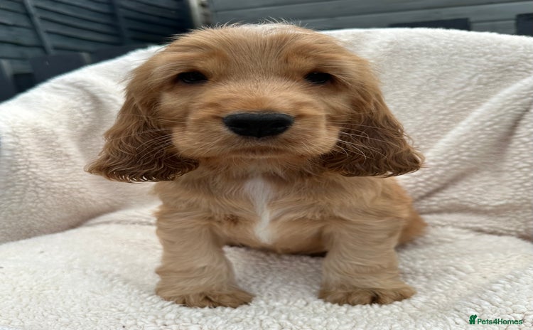 Cocker Spaniel dogs *READY NOW* KC Show Cocker Spaniel Puppies - Advert 16