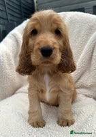 Cocker Spaniel dogs *READY NOW* 2 LEFT KC Show Cocker Spaniel Puppies - Advert 8